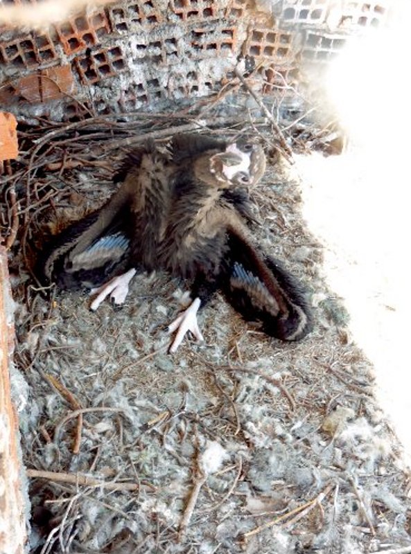 Obaga,buitre negro, en sus últimos días en GREFA 