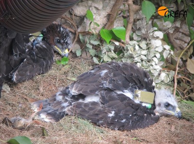 Los pollos de águila perdicera en el hacking