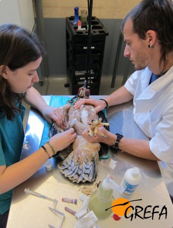 Durante el reconocimiento veterinaro de las águilas perdiceras