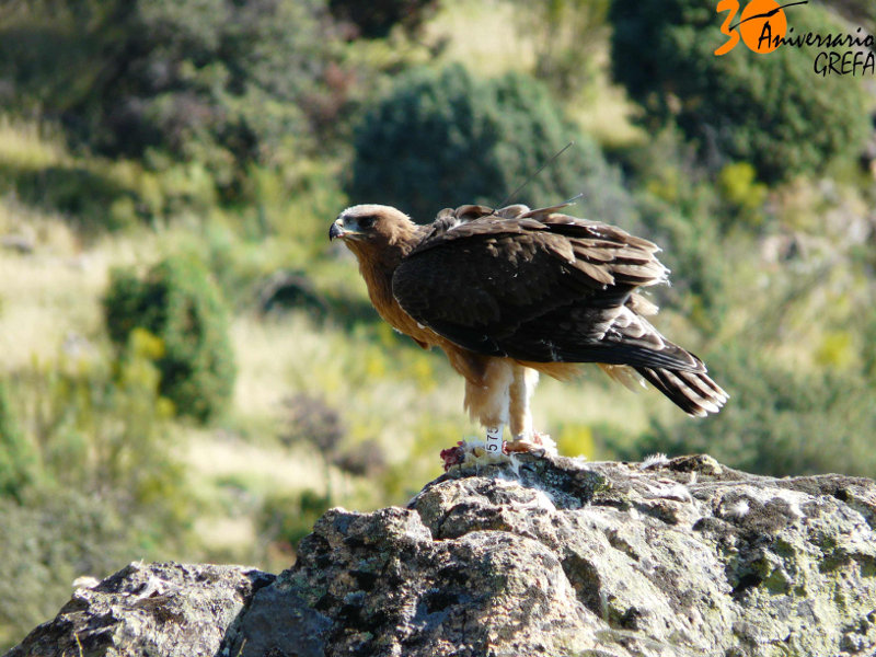 Águilas perdiceras