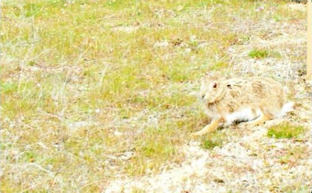 Liberación de una liebre y un conejo