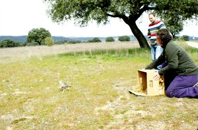 Liberación de una liebre y un conejo