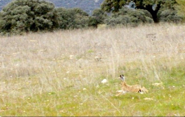 Liberación de una liebre y un conejo