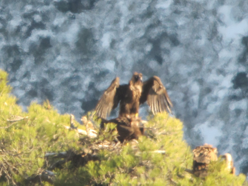 Mario y Menta nos muestran un cópula en el nido 