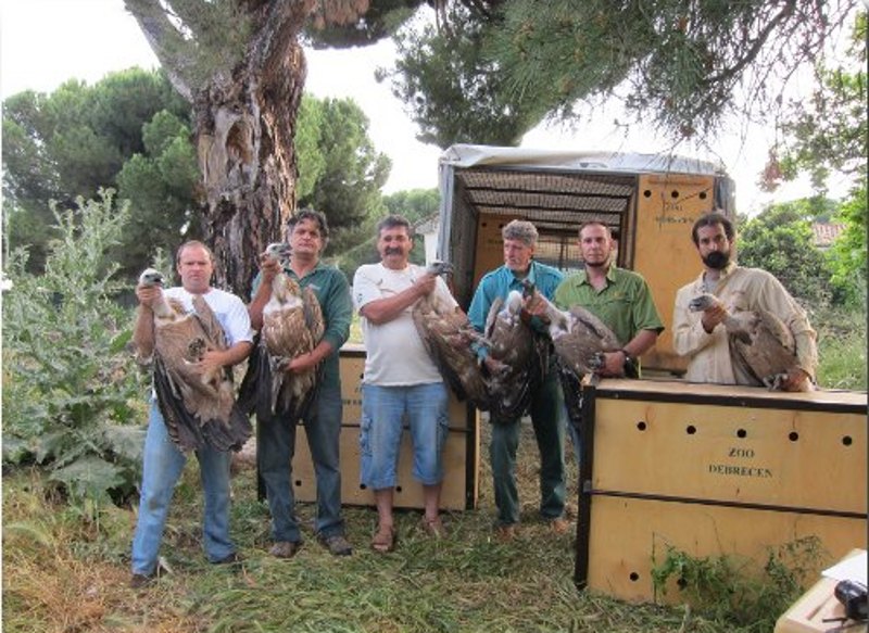Miembros de GREFA y Parque Nacional de Hortobagy, en Hungría, posan con algunos de los buitres