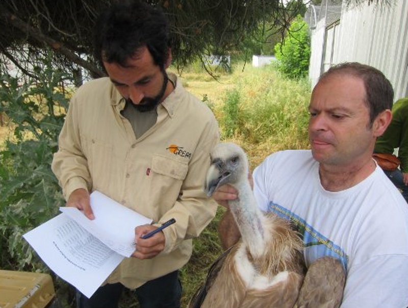 Preparando a los buitres leonados para su traslado