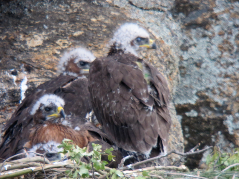 Los pollos de águila perdicera en el nido artificial