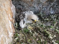 Uno de los pollos se queda en el nido ya marcado 