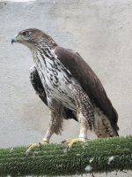 La madre, águila perdicera