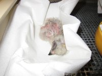 Pollo de águila perdicera recien nacido