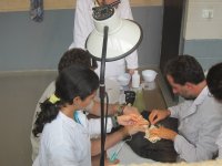 Examen veterinario