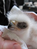 Pollo de águila perdicera