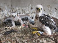 Los pollos de águila perdicera ya bastante crecidos.