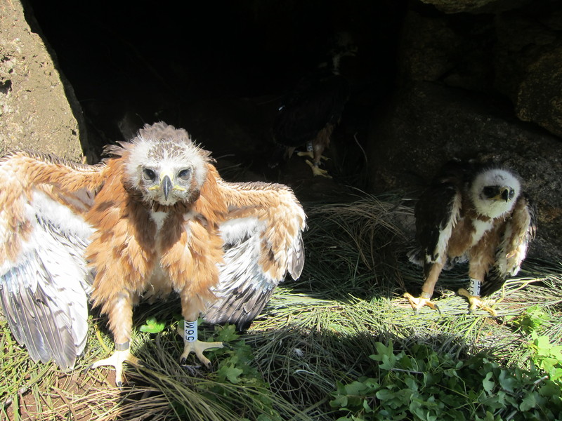 Los pollos de águila perdicera el día de la liberación