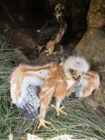Los pollos de águila perdicera en el Hacking 