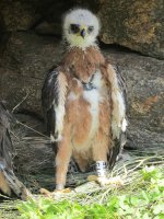 Los pollos de águila perdicera en el Hacking 