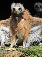 Los pollos de águila perdicera en el Hacking 