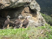 Los pollos de águila perdicera en el Hacking 