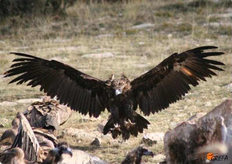 Pessonada, uno de los buitres negros de Boumort, archivo de GREFA