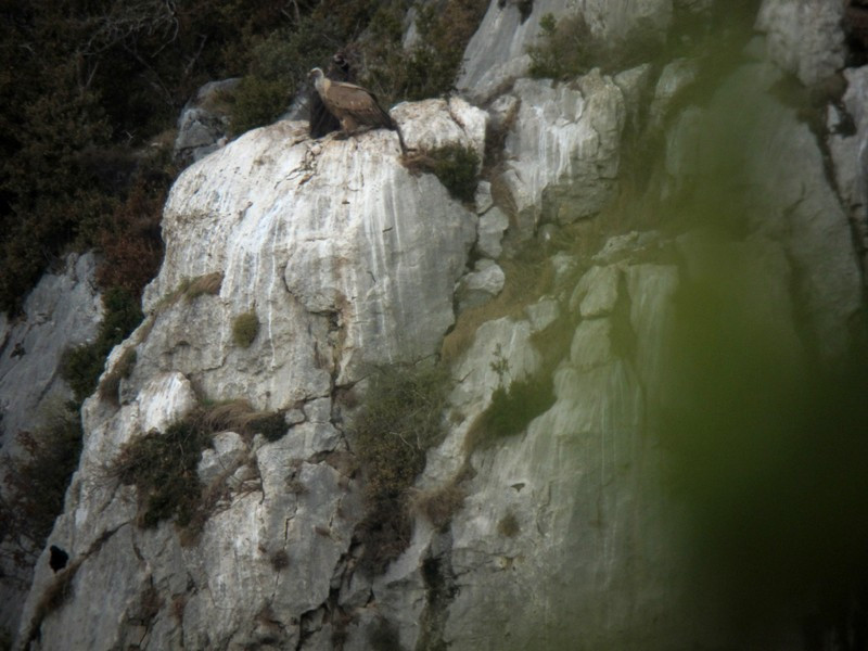 Modesto localizado junto a un buitre leonado muy cerca del punto de alimantación.