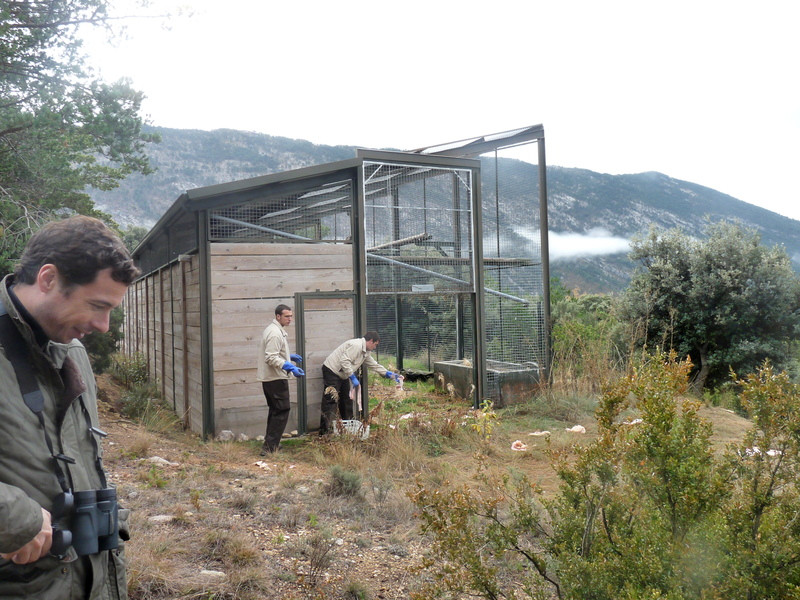 Después de casi un año aclimatándose en Boumort, se abren los portones de la jaula de aclimatación para la liberación de Comí, buitre negro