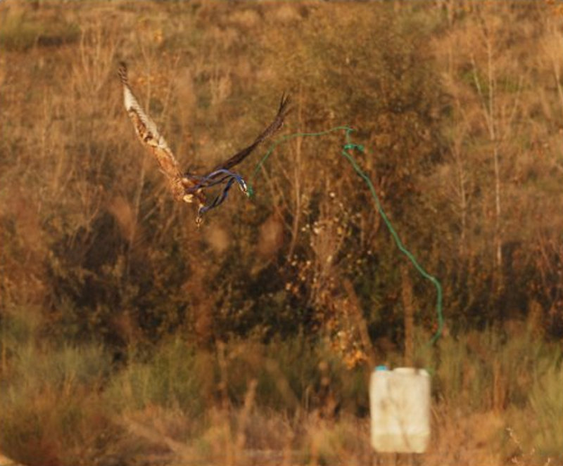 Musculación águila perdicera