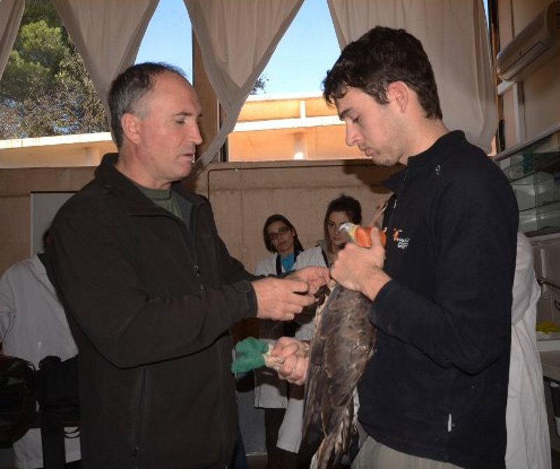 Marcaje águila perdicera