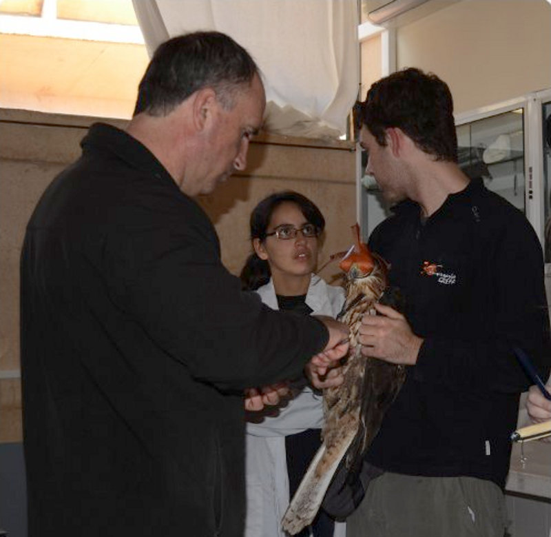 Marcaje águila perdicera