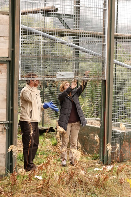 Momento en el que la delegada provincial y uno de los guardas de la Reserva, proceden a a la apertura del portón de la jaula donde estaba Comí, después de permanecer casí un año aclimatándose. A diferencia de otros años, Comí decició ser libre en menos de dos horas. Ya está volando libre por los cielos de Boumort. 