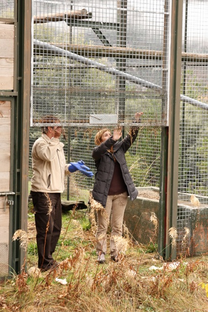 Momento en el que la delegada provincial y uno de los guardas de la Reserva, proceden a a la apertura del portón de la jaula donde estaba Comí, después de permanecer casí un año aclimatándose. A diferencia de otros años, Comí decició ser libre en menos de dos horas. Ya está volando libre por los cielos de Boumort. 