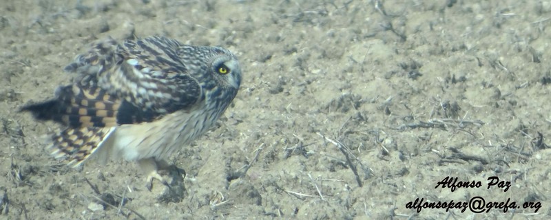 La lechuza campestre, un tipo de búho migrador que inverna en la Peninsula Ibérica, puede criar en nuestros campos loa años en los que el topillo abunda