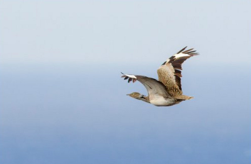 La Hubara canaria es sin duda la especie más representativa de las islas orientales de Canarias. ( Foto: Yeray Seminario) 