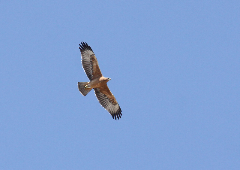 Bosc, águila perdicera. Autor: Nis Ludmark