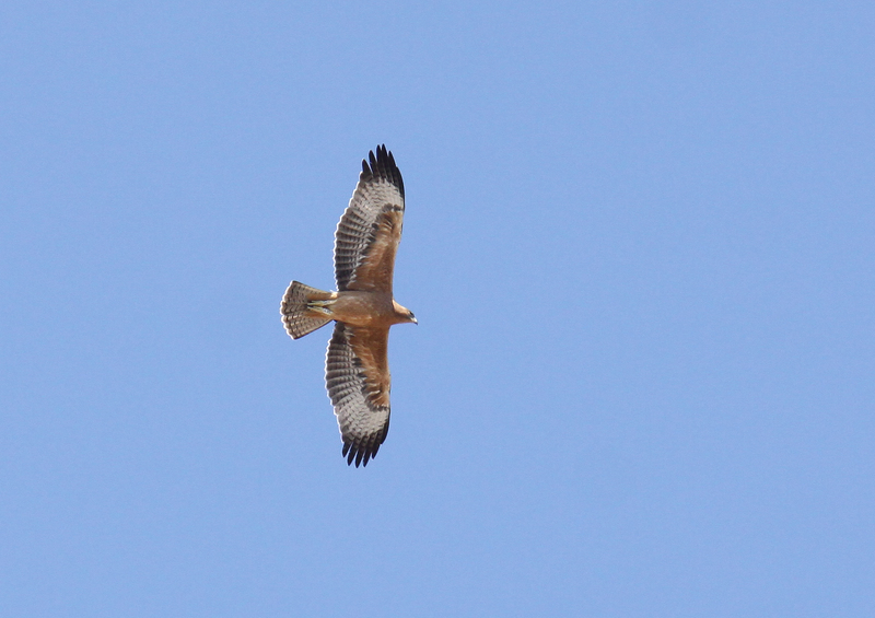 Bosc, águila perdicera. Autor: Nis Ludmark