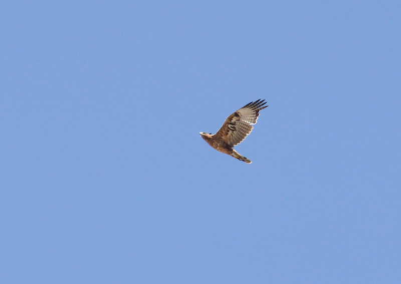 Pal, águila perdicera. Autor: Nis Ludmark