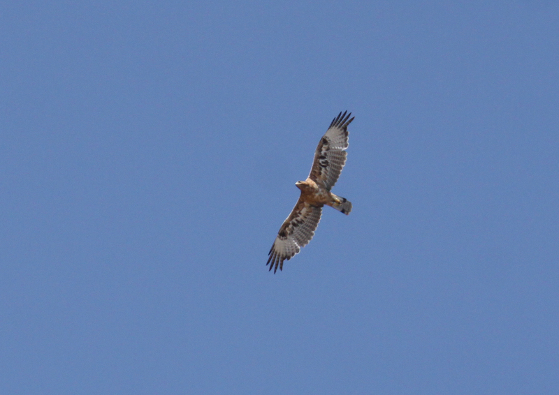 Pal, águila perdicera. Autor: Nis Ludmark