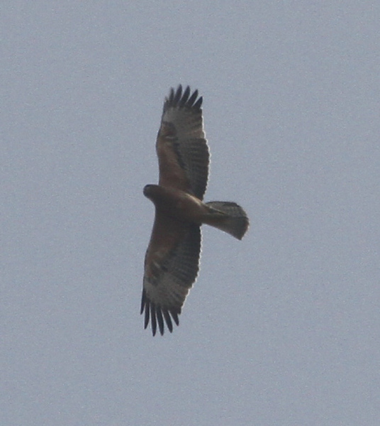 Bosc, águila perdicera. Autor: JJ Bazán