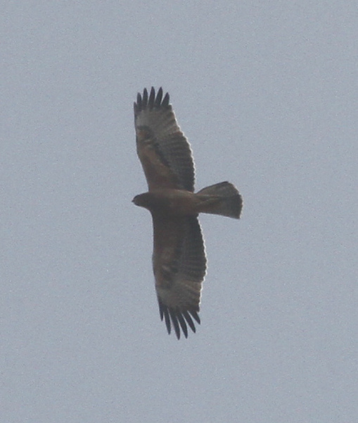 Bosc, águila perdicera. Autor: JJ Bazán