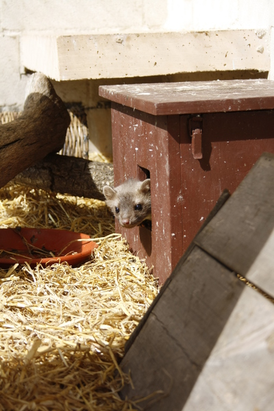 Últimos días de la Garduña en GREFA 