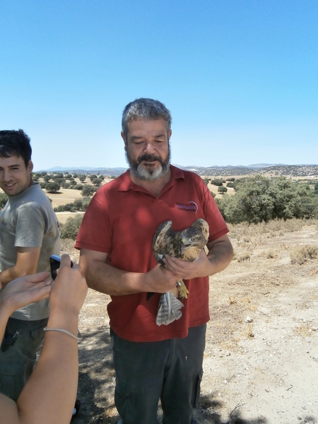 Liberación de un ratonero