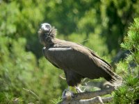 El nuevo pollo de Perla y Portel, nacido en Pirineos 