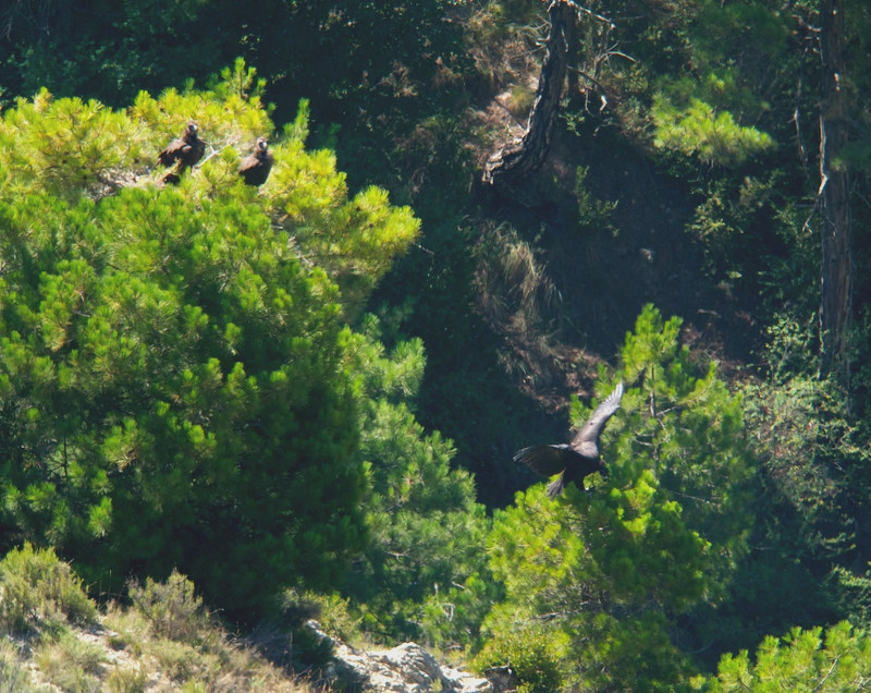 Bruna y Corneli observan a su joven, ¡¡ya volantón!!, posándose en un pino cercano al nido donde nació.