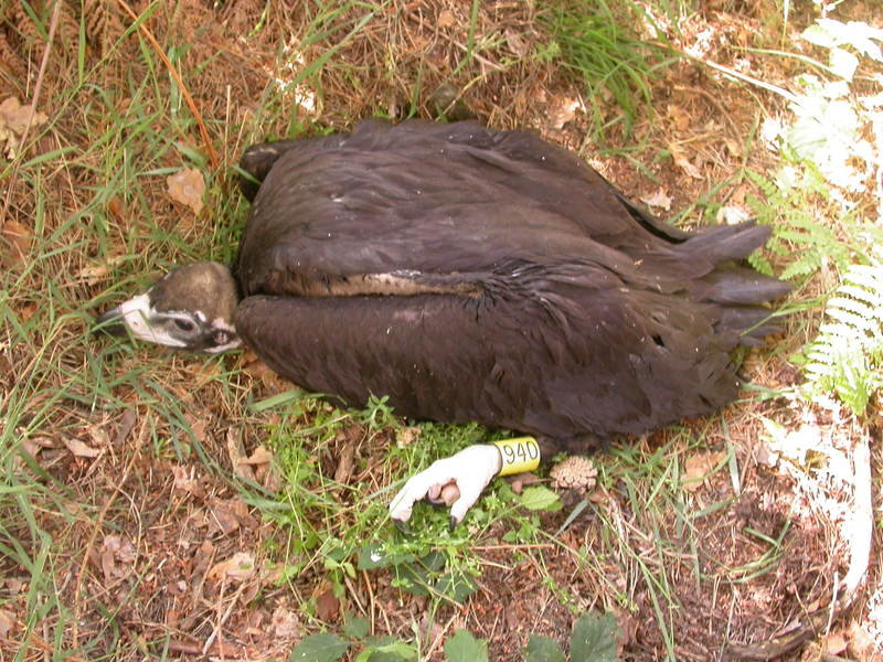 Uno de los buitres negros vistos en Boumort el día de su marcaje en Madrid aún siendo pollo. Autor: Javier de la Puente/SEO Bird Life/Parque Natural de Peñalara 