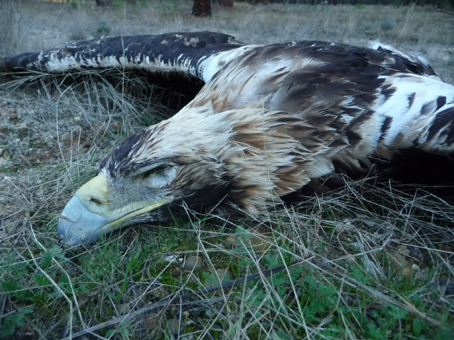 águila Imperial encontrada muerta en Mata de Cuellar La Espina (Castromonte).17/11/12 (Segovia)