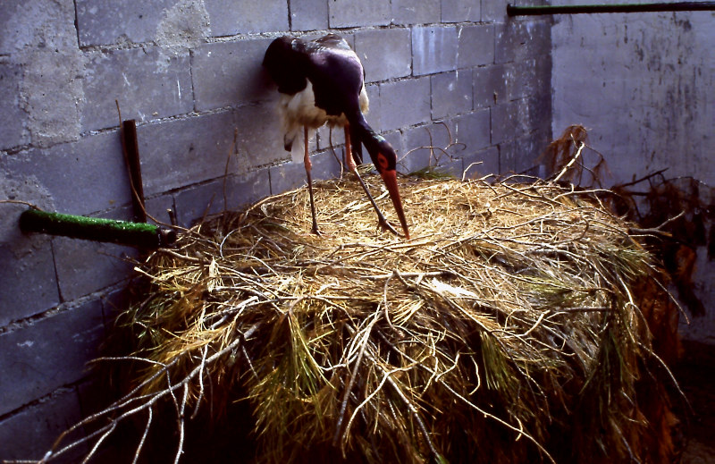 Diversos momentos en la relación entre Ernesto y Cigu, incluida la construcción conjunta del nido todos los años (1992) 