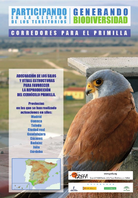 Corredores para el primilla