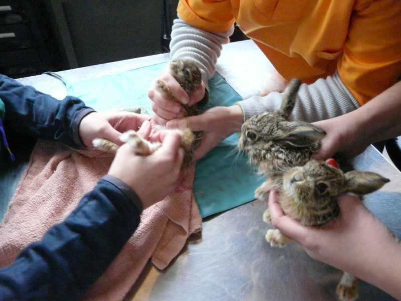 Las crías de liebre durante el reconocimiento veterinario en GREFA