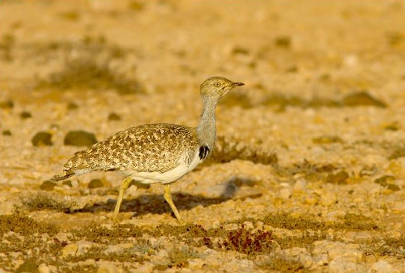 Autor: Yeray Seminario. Lla avutarda hubara (Chlamidotys undulata) está presente en los ambientes desérticos y semidesérticos del archipiélago canario ( Lanzarote y Fuerteventura). 