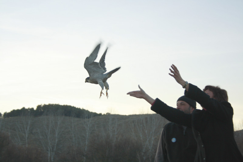 Liberación de un halcón peregrino