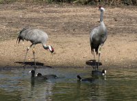 Las Grullas comunes de Maribel y Plácido viven en total libertad. Y cuando se les antoja, se marchan a la Marisma o a la Janda, pero siempre regresan, a pesar de visitar zonas en las que se asienta grupos numerosos de congéneres invernantes. ¿Y sabéis por qué? Por algo tan simple como haber nacido en La Cañada de los Pájaros. Desde que la Grulla común nidificase por última vez en España allá por mediados del siglo pasado, ha sido en La Cañada donde lo volvieron a hacer, de forma natural.